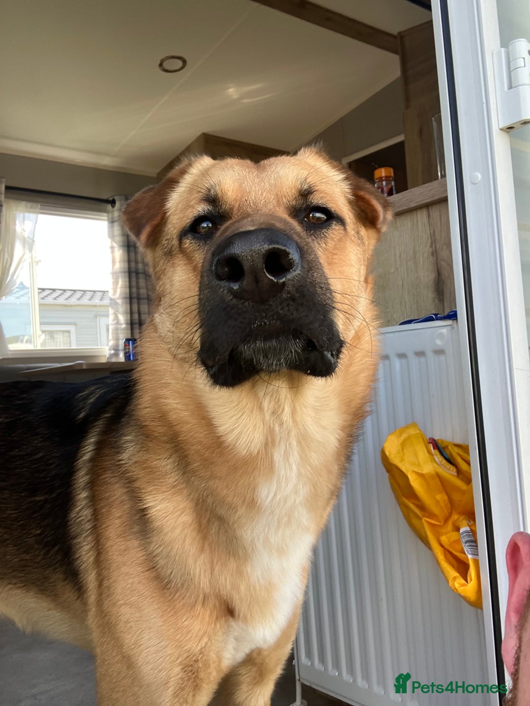 German Shepherd dogs for stud: GSDfor stud  - Image 3