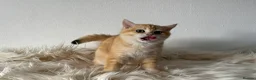 British Shorthair cats for sale: TICA Beautiful British Shorthair Kittens - Advert 4