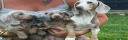 Dachshund dogs for sale: 3 beautiful dashound puppies !  - Advert 5