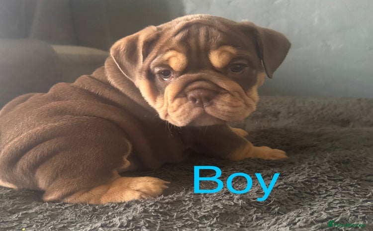 English Bulldog dogs - Advert 1