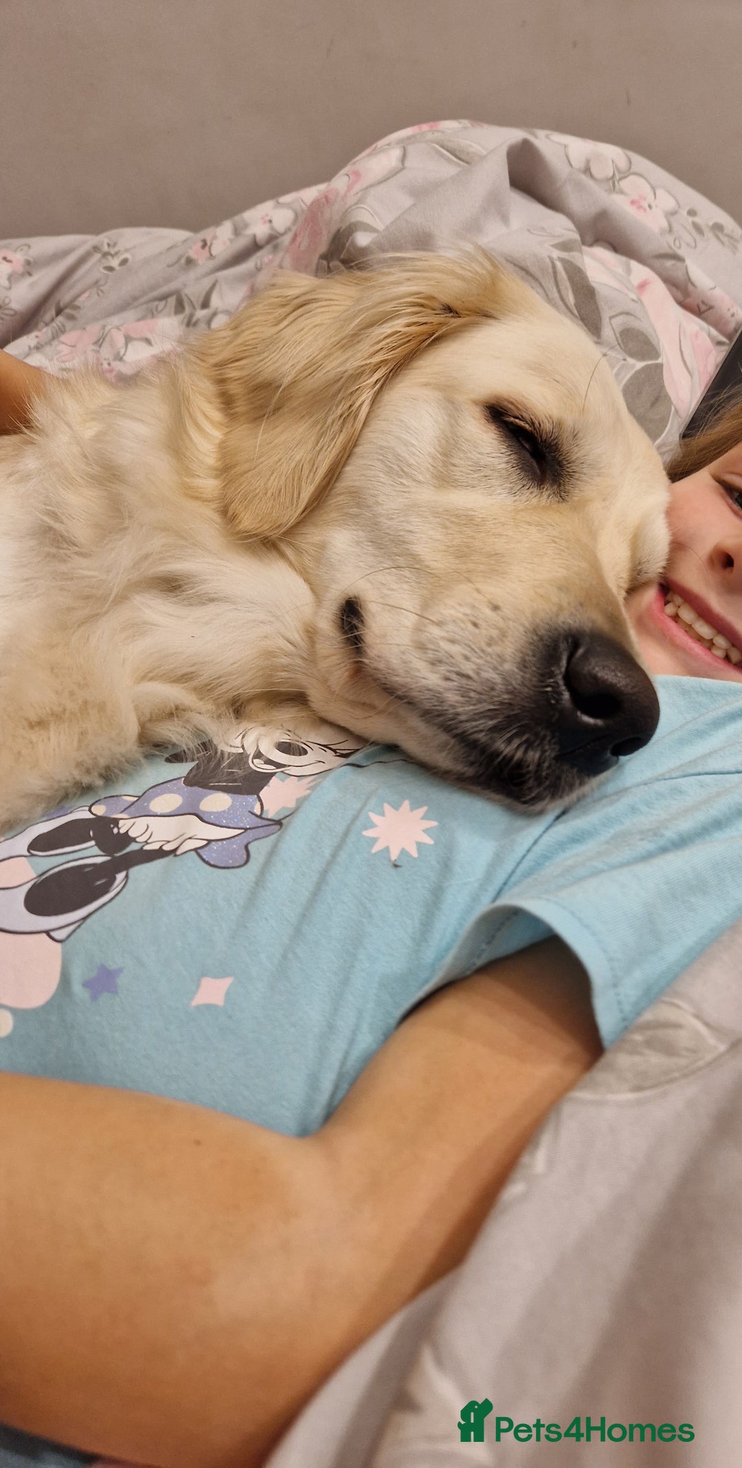 Golden Retriever dogs for sale: KC registered Beautiful Golden retriever puppies  - Advert 13