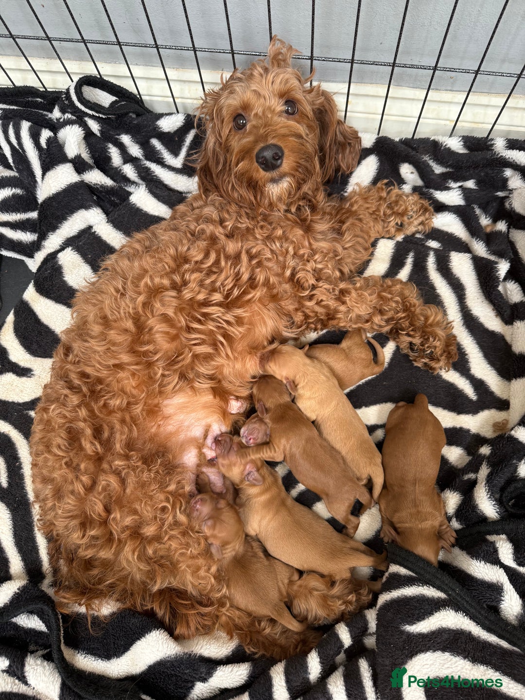 Cockapoo dogs for sale: Beautiful Cockapoo puppies - Advert 3
