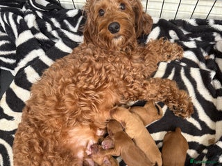 Cockapoo dogs Beautiful Cockapoo puppies - Advert 17