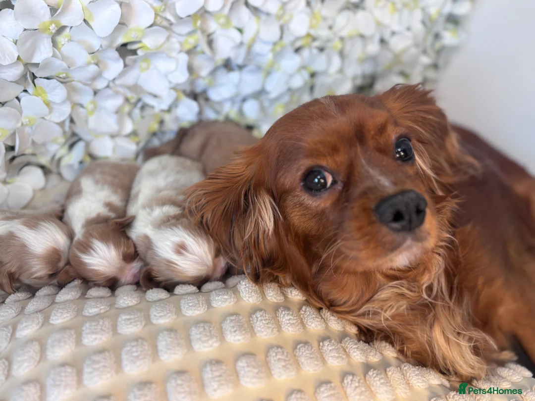 Cavalier King Charles Spaniel dogs for sale: Beautiful KC Registered Cavalier Puppies 🐶🧀 - Advert 11