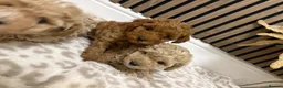 Maltipoo dogs for sale: 3 boy maltipoos  in Slough - Advert 19