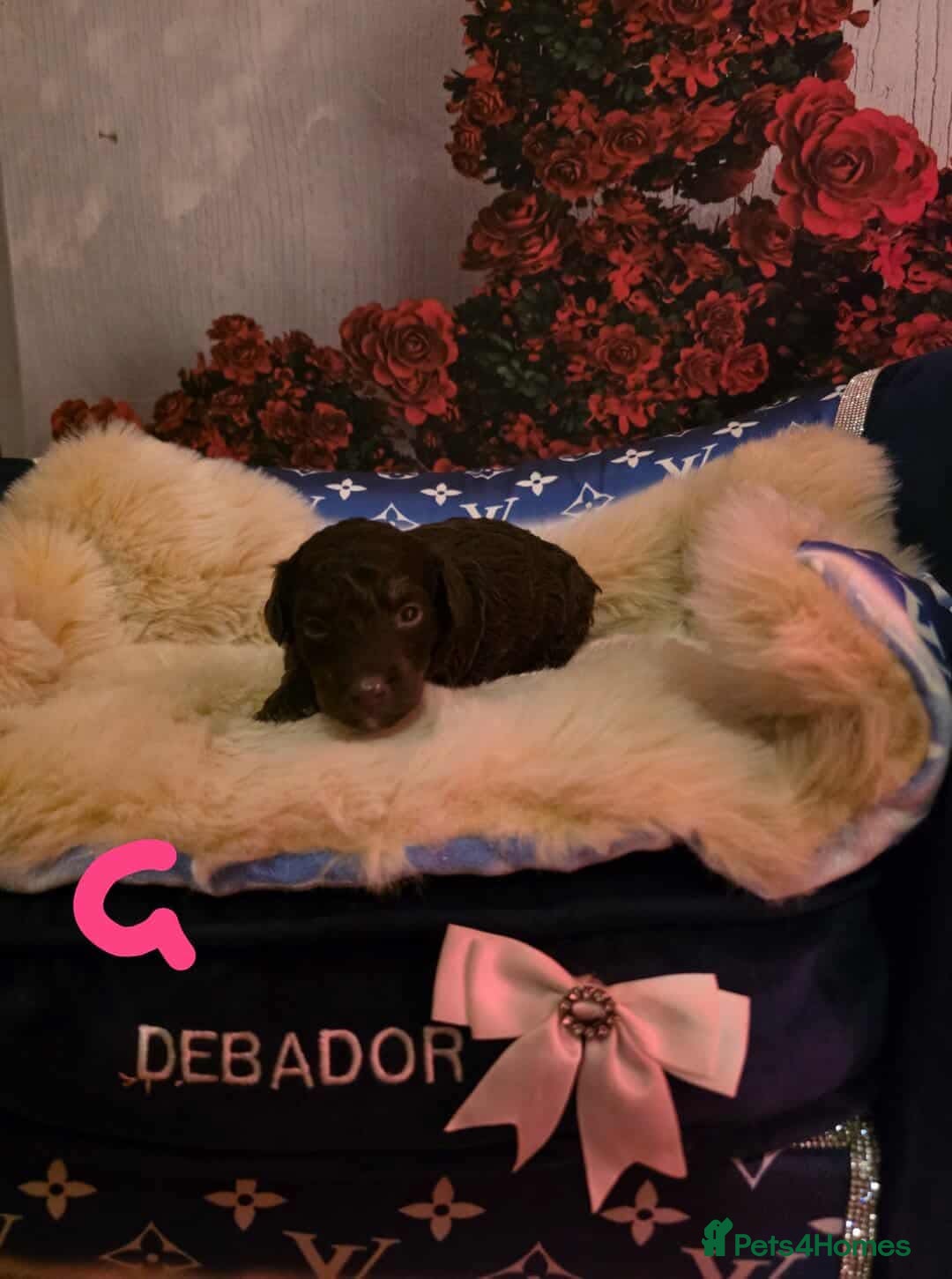 Miniature Poodle dogs for sale: Miniture poodle babies  - Advert 2