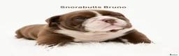 English Bulldog dogs for sale: Snorabulls Top Quality Girls - Advert 8