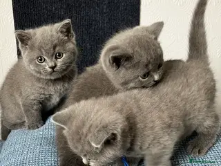 British Shorthair cats Beautif Blue British Shorthair kittens available - Advert 15
