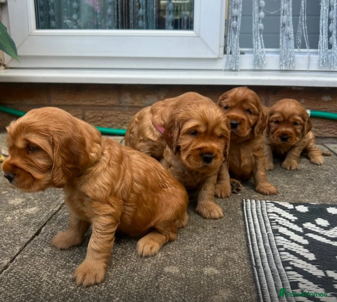 Cocker Spaniel dogs for sale: Cocker spaniel Puppies in Widnes - Advert 1