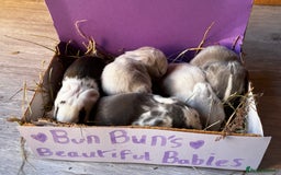 French Lop rabbits for sale: 🩵Stunning litter pure bred blue eye French lops🩵 - Image 29