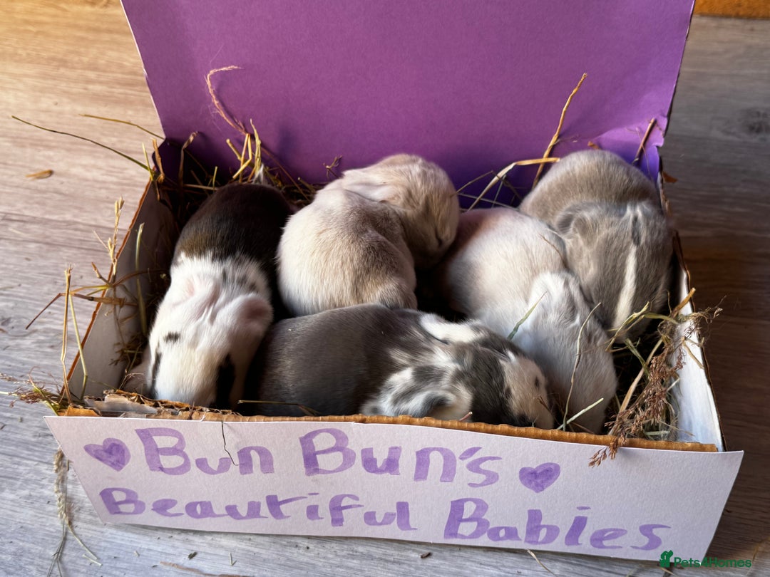 French Lop rabbits for sale: 🩵Stunning litter pure bred blue eye French lops🩵 - Image 29