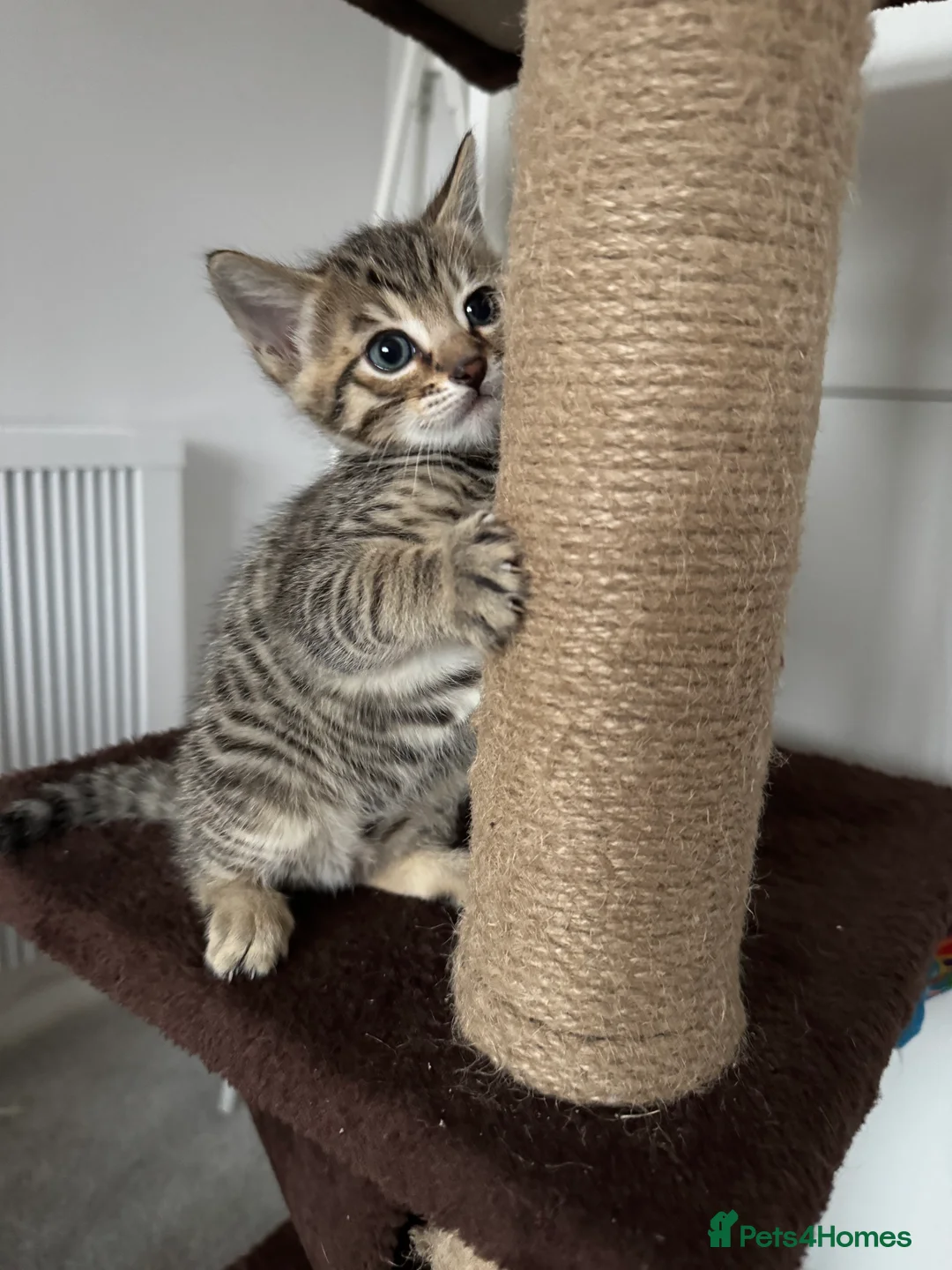 Mixed Breed cats for sale: TICA Registered Bengal x Russian Blue Kittens - Advert 14