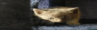 Russian Blue 3