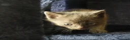 Russian Blue cats for sale: Pure Russian Blue kittens - Advert 5