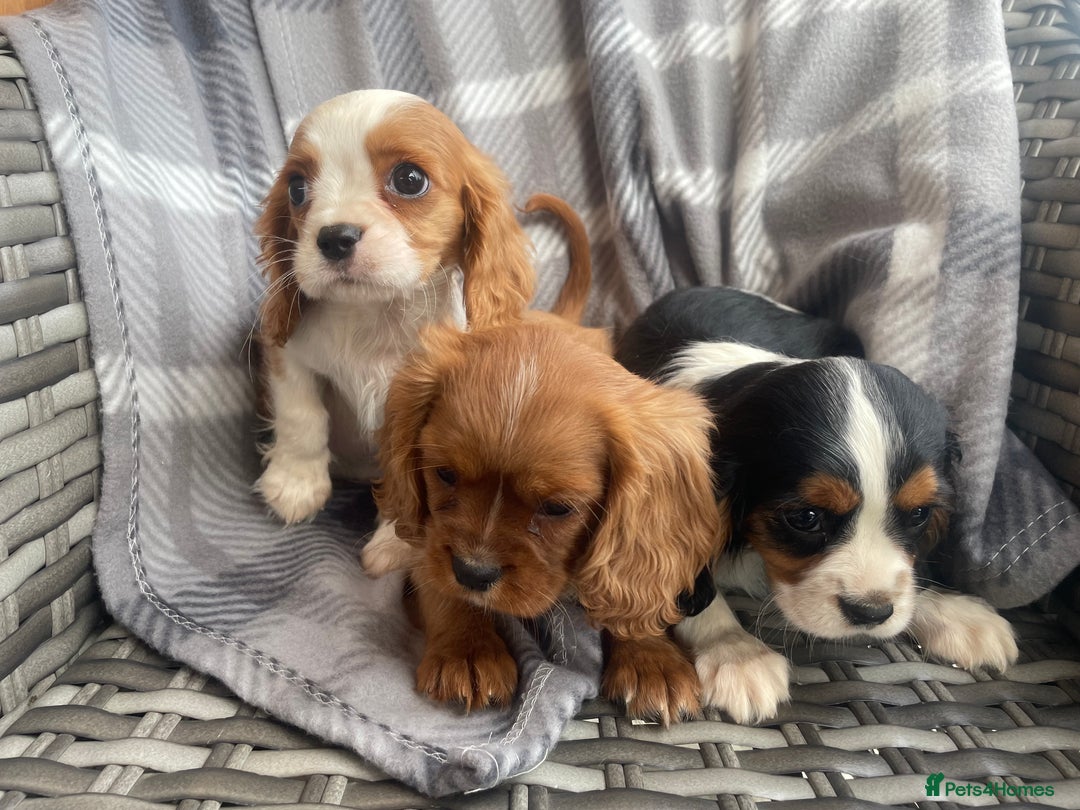 Cavalier King Charles Spaniel dogs for sale: Cavalier King Charles pups - Image 2