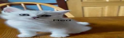 British Shorthair cats for sale: BSH Silver/Black Tipped Boys GCCF Registered  - Advert 8