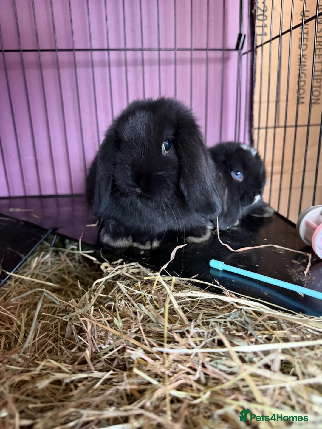Mixed Breed rabbits for sale: Bunnies for sale  in Wadhurst - Advert 2