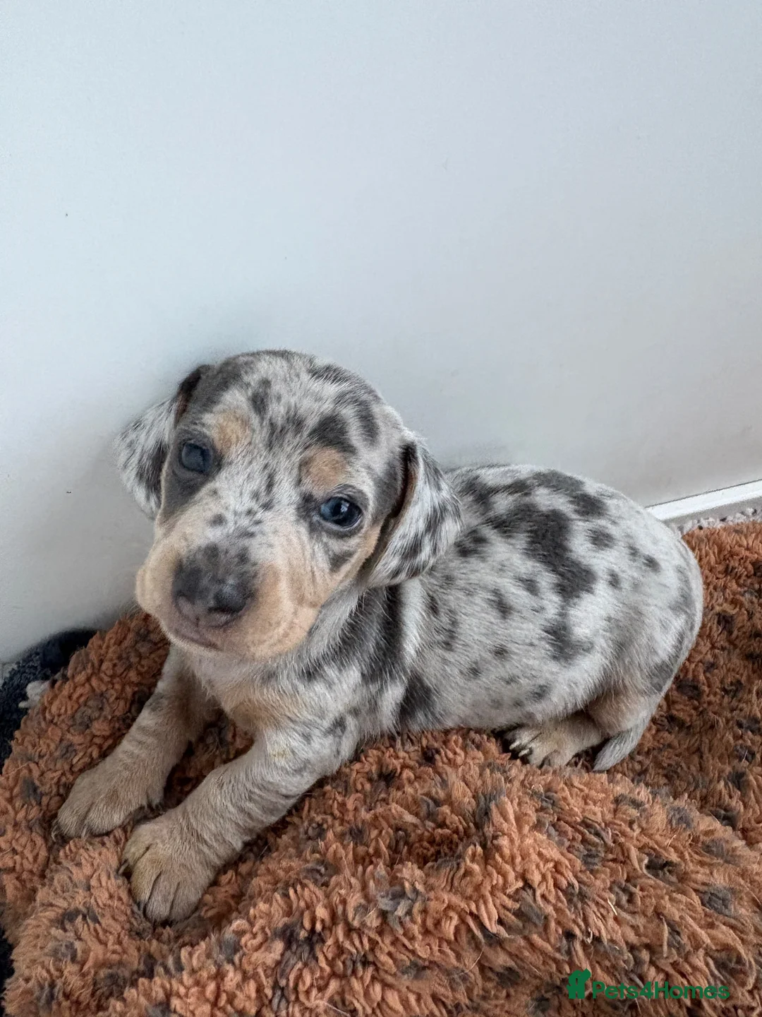 Miniature Dachshund dogs for sale: Miniature dachshund puppies 🐶  - Advert 1