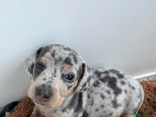 Miniature Dachshund dogs Miniature dachshund puppies 🐶 - Advert 17