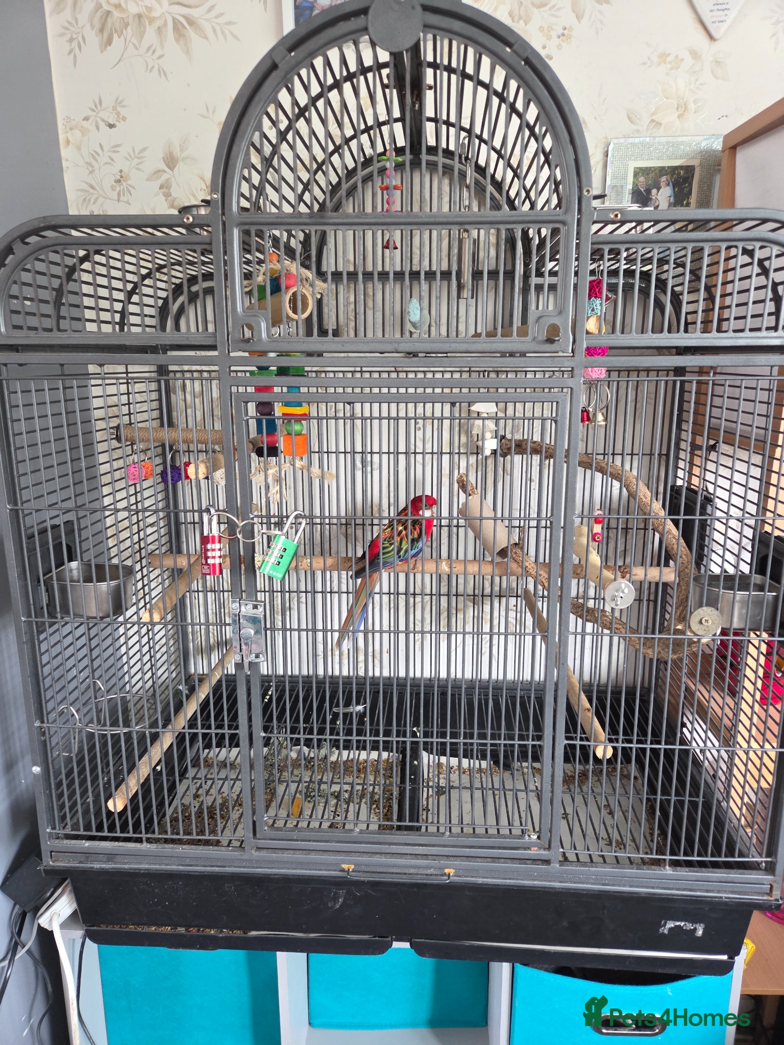 Parakeets birds Eastern Rosella (female) with cage £100 - Advert 2