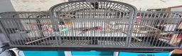 Parakeets birds for sale: Eastern Rosella (female) with cage £100 - Advert 2
