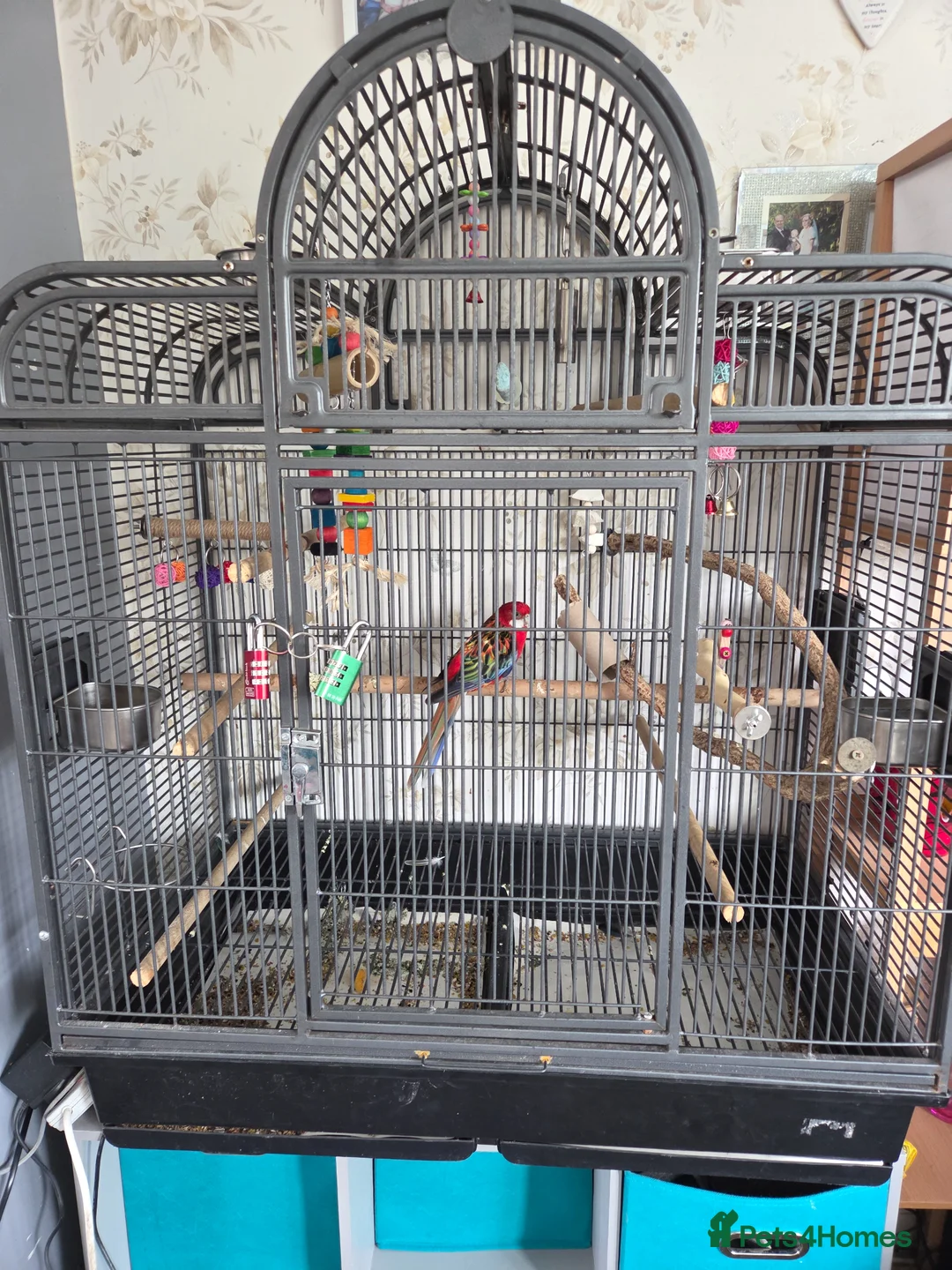 Parakeets birds for sale: Eastern Rosella (female) with cage £100 - Advert 2