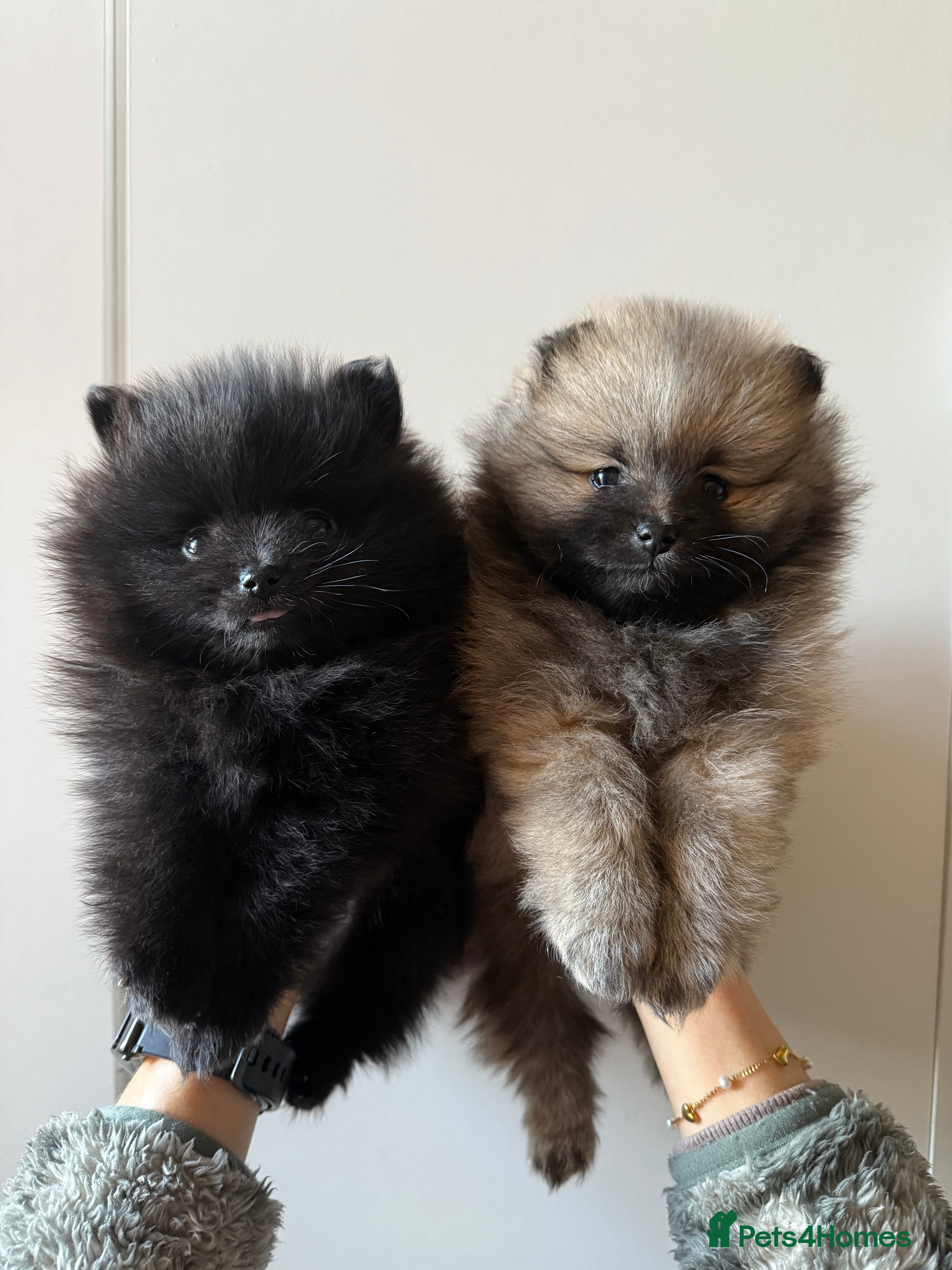 Pomeranian dogs Two Poms looking for forever home - Advert 1