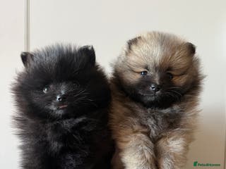 Pomeranian dogs Two Poms looking for forever home - Advert 1