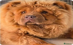 Chow Chow dogs for sale: 1 yr (almost) Female chow - Trained - Image 2