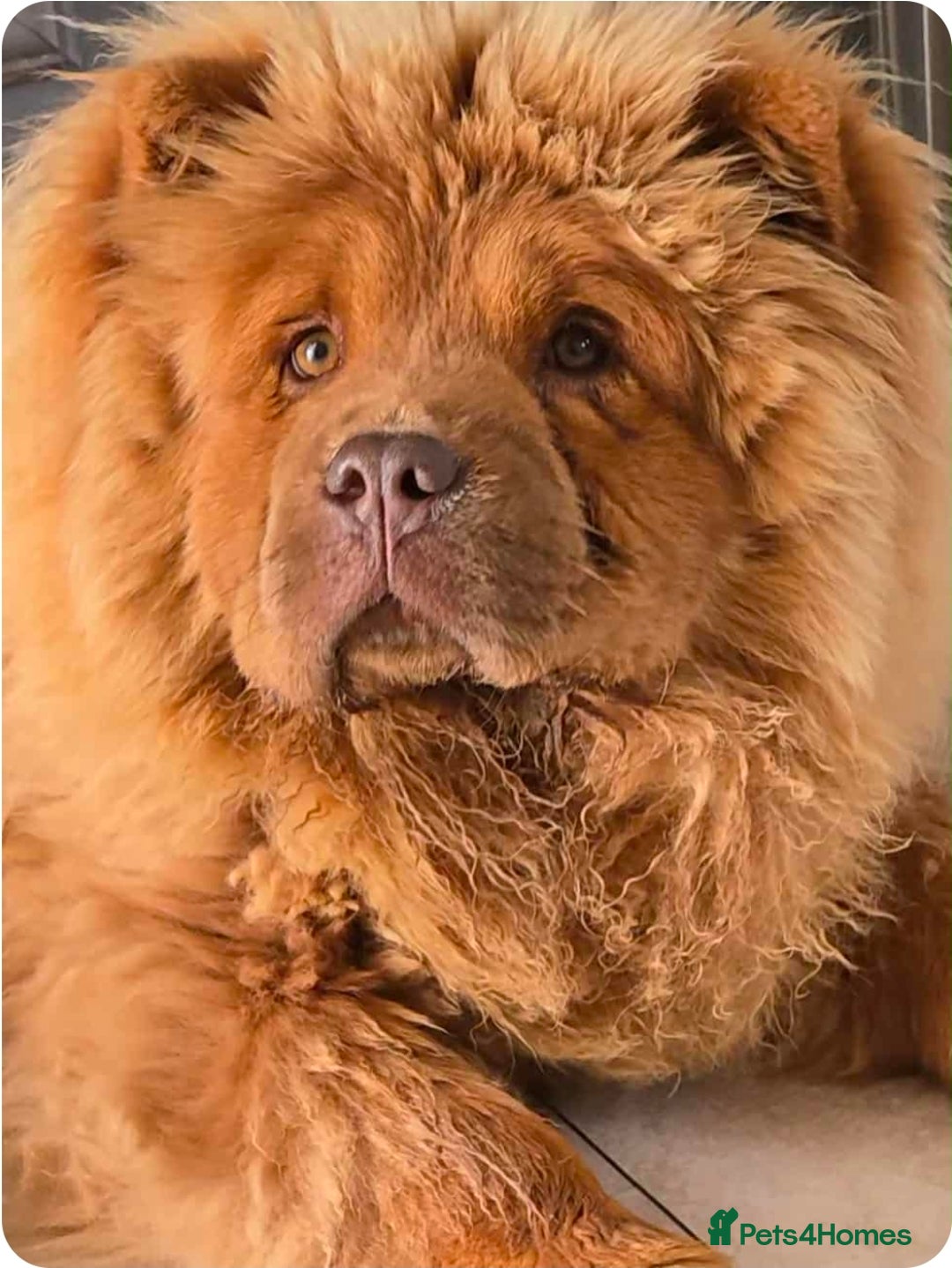 Chow Chow dogs for sale: 1 yr (almost) Female chow - Trained - Image 2