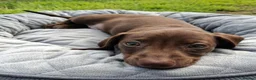 Miniature Dachshund dogs for sale: Whitney - Advert 34