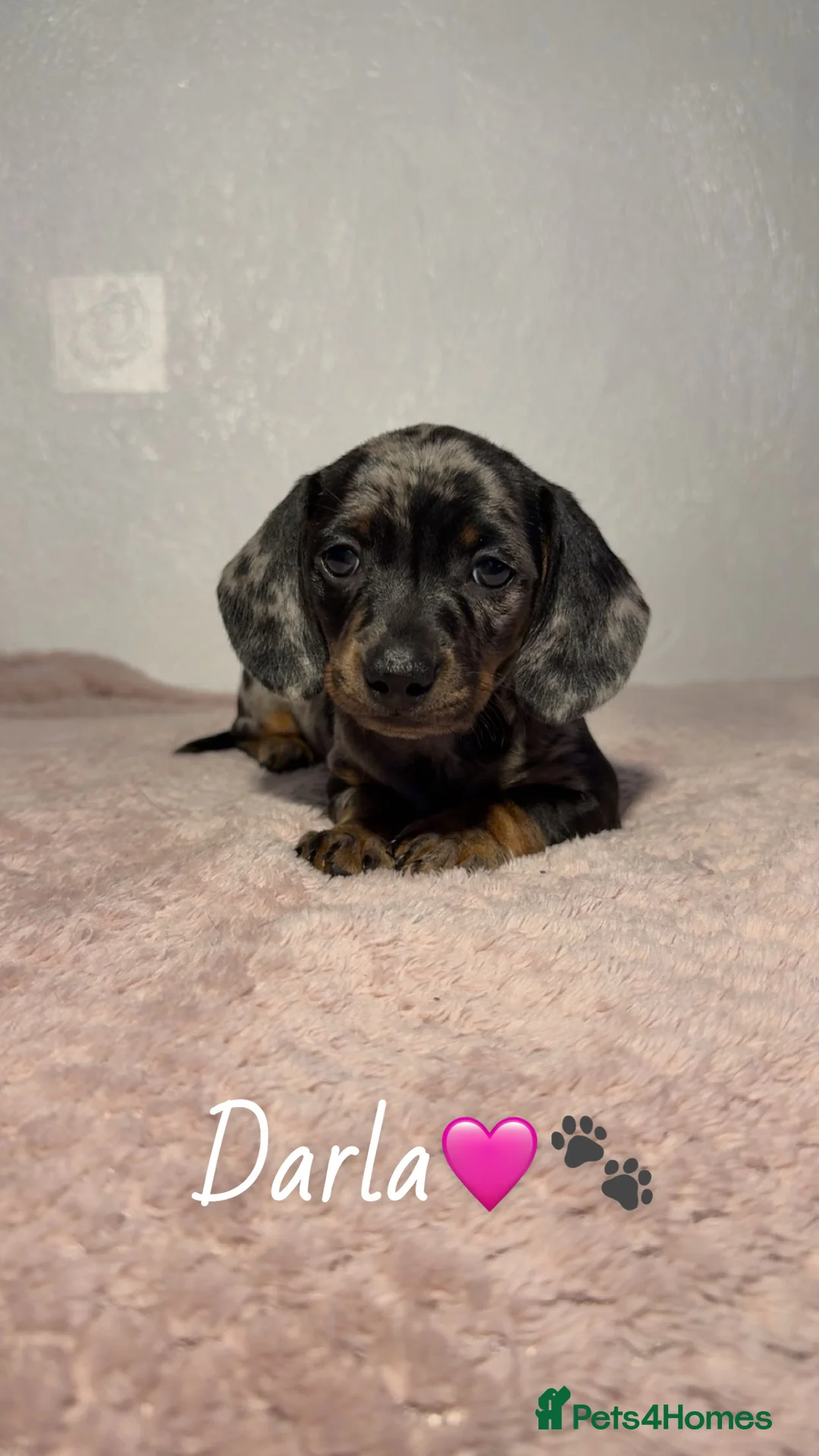 Miniature Dachshund dogs for sale: Miniature Dachshund - Advert 2