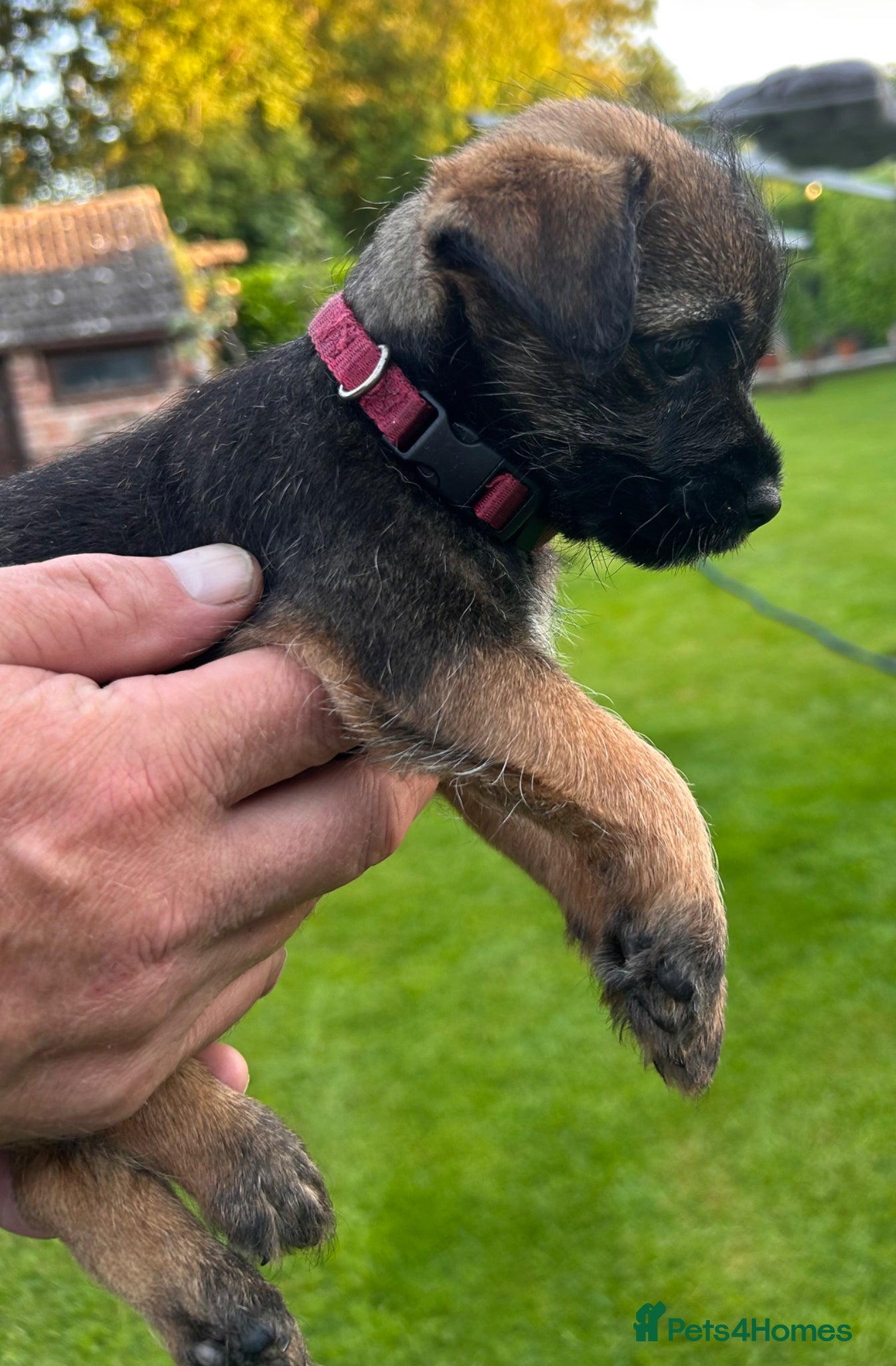 Border Terrier dogs KC reg Border terrier puppies  - Advert 2