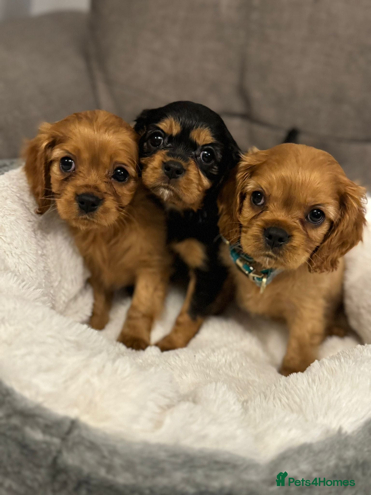 Cavalier King Charles Spaniel dogs Cavalier King Charles Spaniel Pups KC Reg - Advert 4