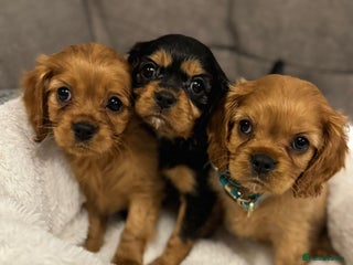 Cavalier King Charles Spaniel dogs Cavalier King Charles Spaniel Pups KC Reg - Advert 5