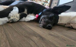 Mixed Breed dogs for adoption: Zorro for adoption - Image 13