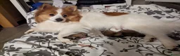 Pomeranian dogs for sale: Beautiful Pomeranian Puppies Ready Now in Nottingham - Advert 23