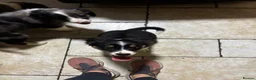 Mixed Breed dogs for sale: Border collie x cavalier King Charles spaniel pups in Armagh - Advert 3
