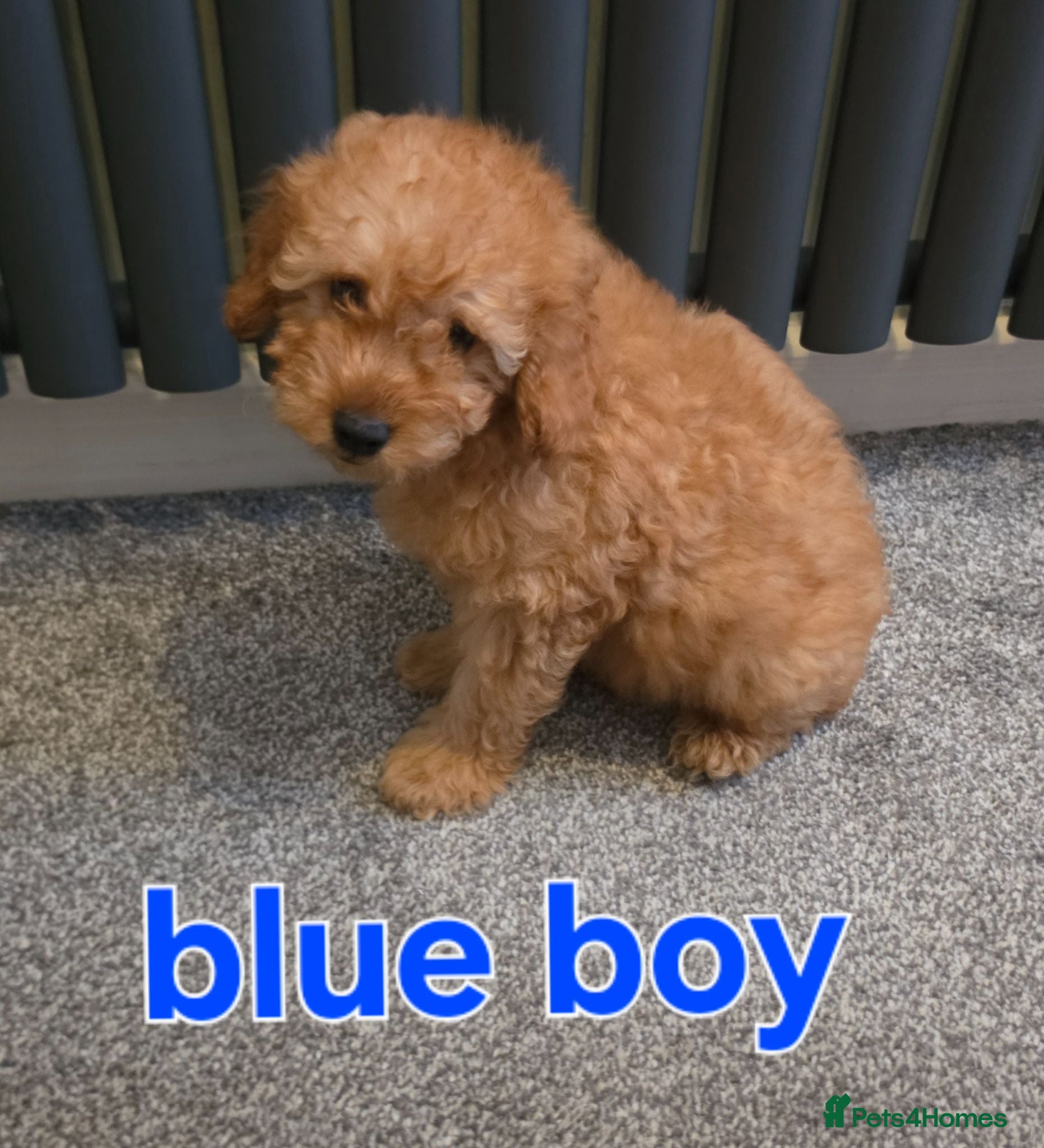 Maltipoo dogs 🐶ready to leave now🐶 3 maltipoo pups left🐶  - Advert 3