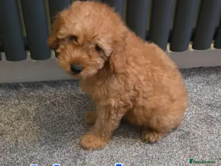 Maltipoo dogs 🐶ready to leave now🐶 3 maltipoo pups left🐶 - Advert 3