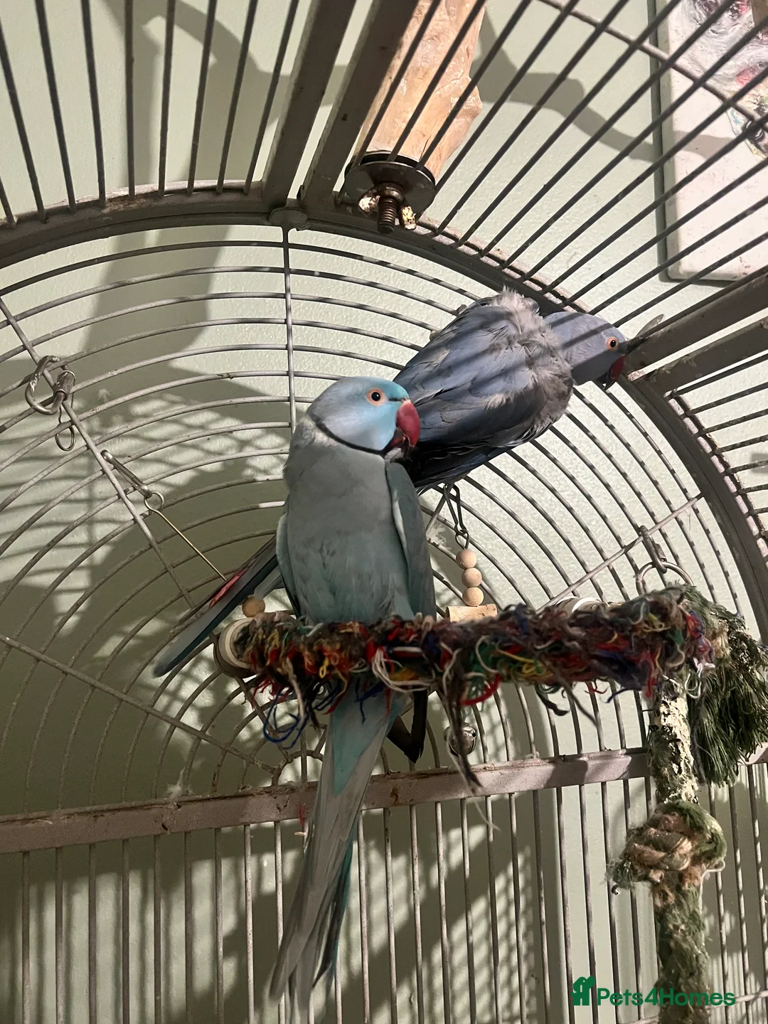 Ringnecks birds for sale: Bonded pair Indian Ringneck - Advert 8