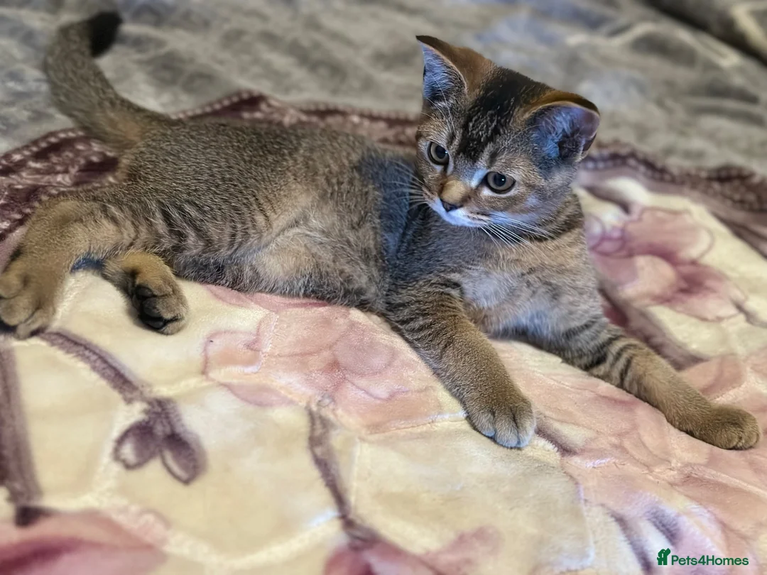 British Shorthair cats for sale: Beautiful BSH kittens - Advert 1