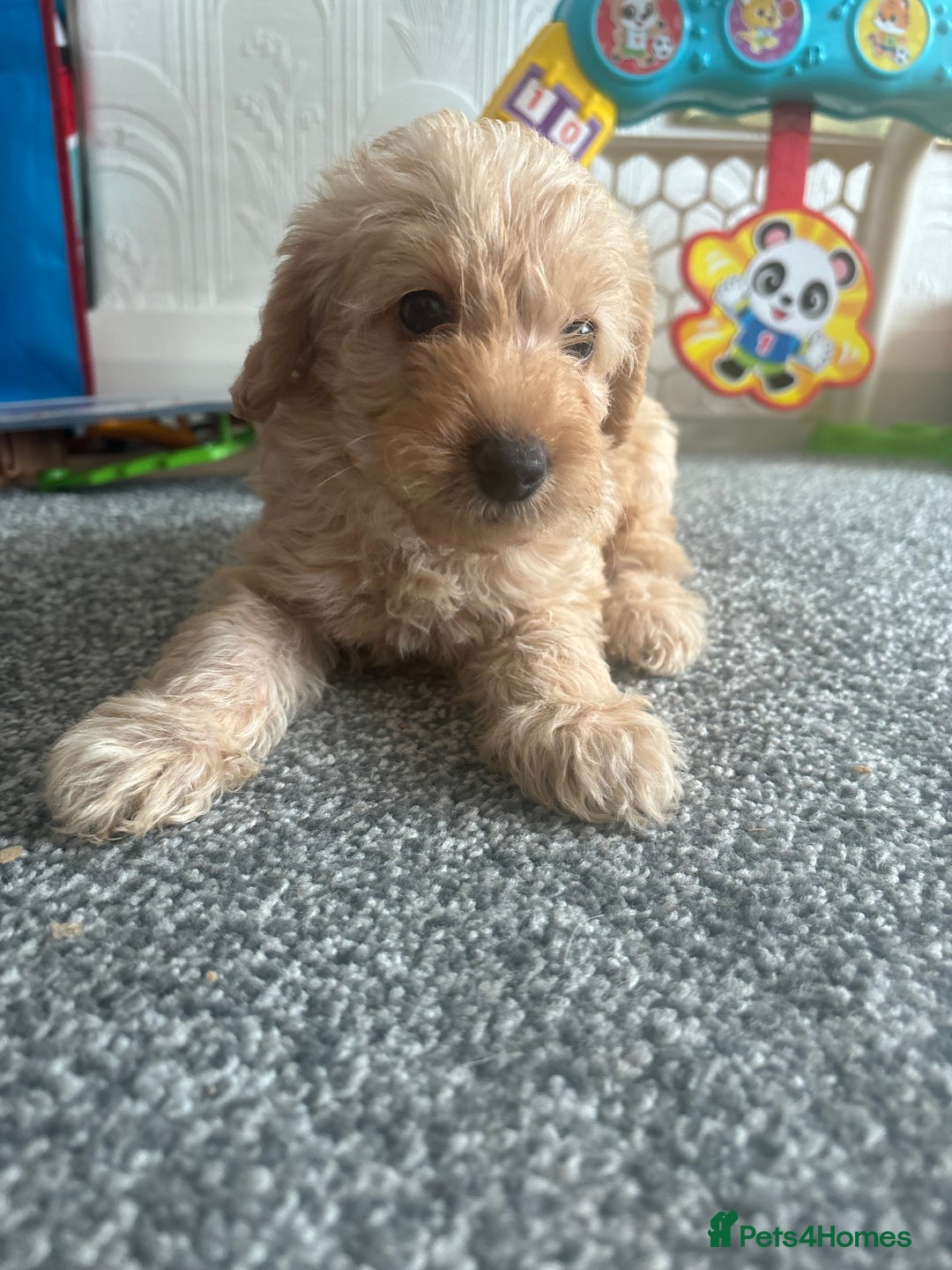 Labradoodle dogs for sale: READY NOW Miniature Labradoodles in Morecambe - Image 7