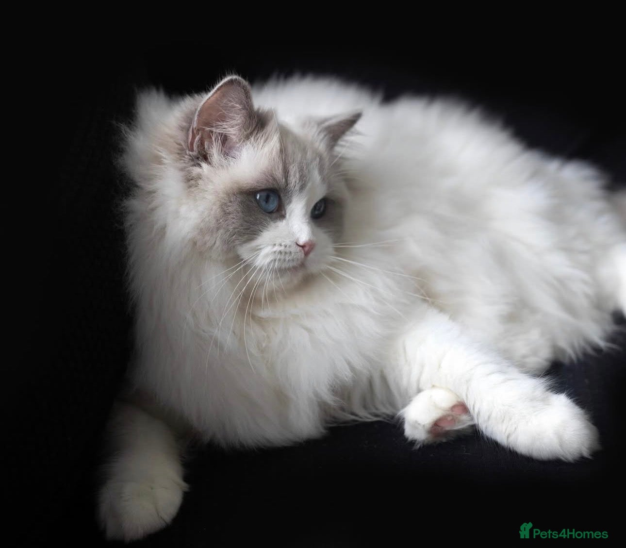 Ragdoll cats Ragdoll kittens - Advert 8