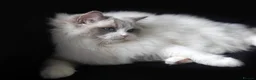 Ragdoll cats for sale: Active bi color Registered Ragdoll kittens - Advert 6