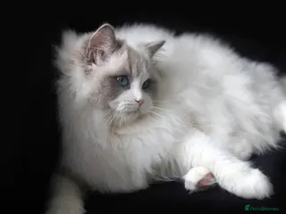 Ragdoll cats Ragdoll kittens - Advert 6