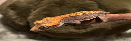 Gecko reptiles for sale: 2 Unsexed Juvenile Crested Gecko’s - Advert 2