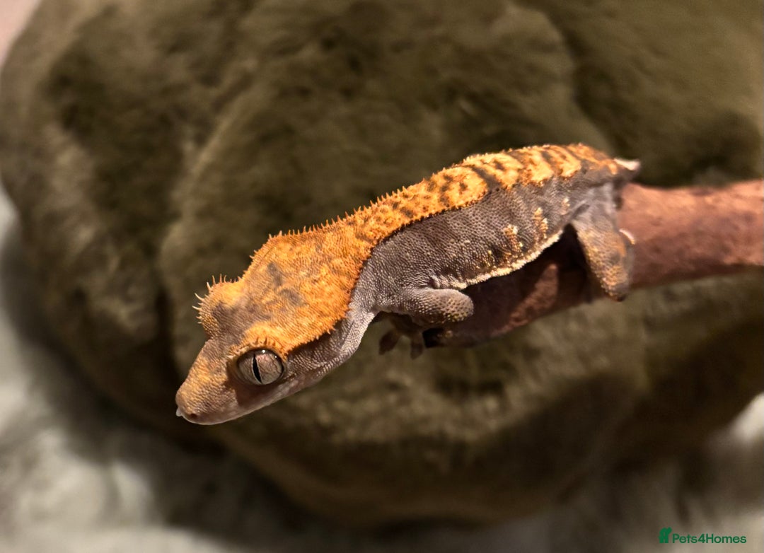 Gecko reptiles for sale: 2 Unsexed Juvenile Crested Gecko’s - Image 2