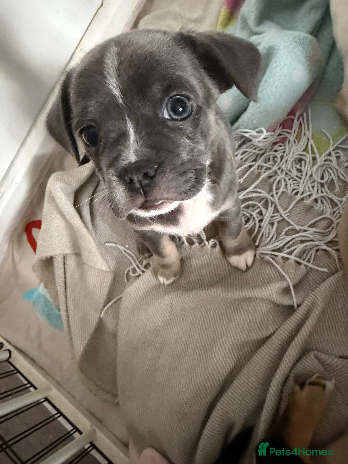 Mixed Breed dogs French bulldog x chihuahua babies  - Advert 19