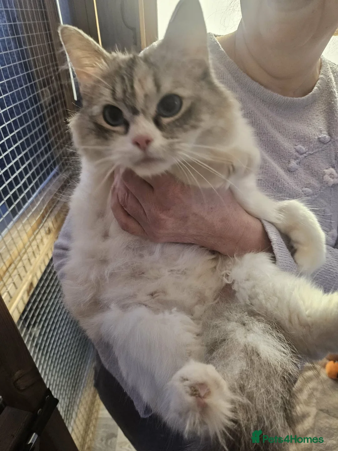 Ragdoll cats for adoption: Pretty a female Ragdoll is looking for a new home in Nottingham - Advert 2